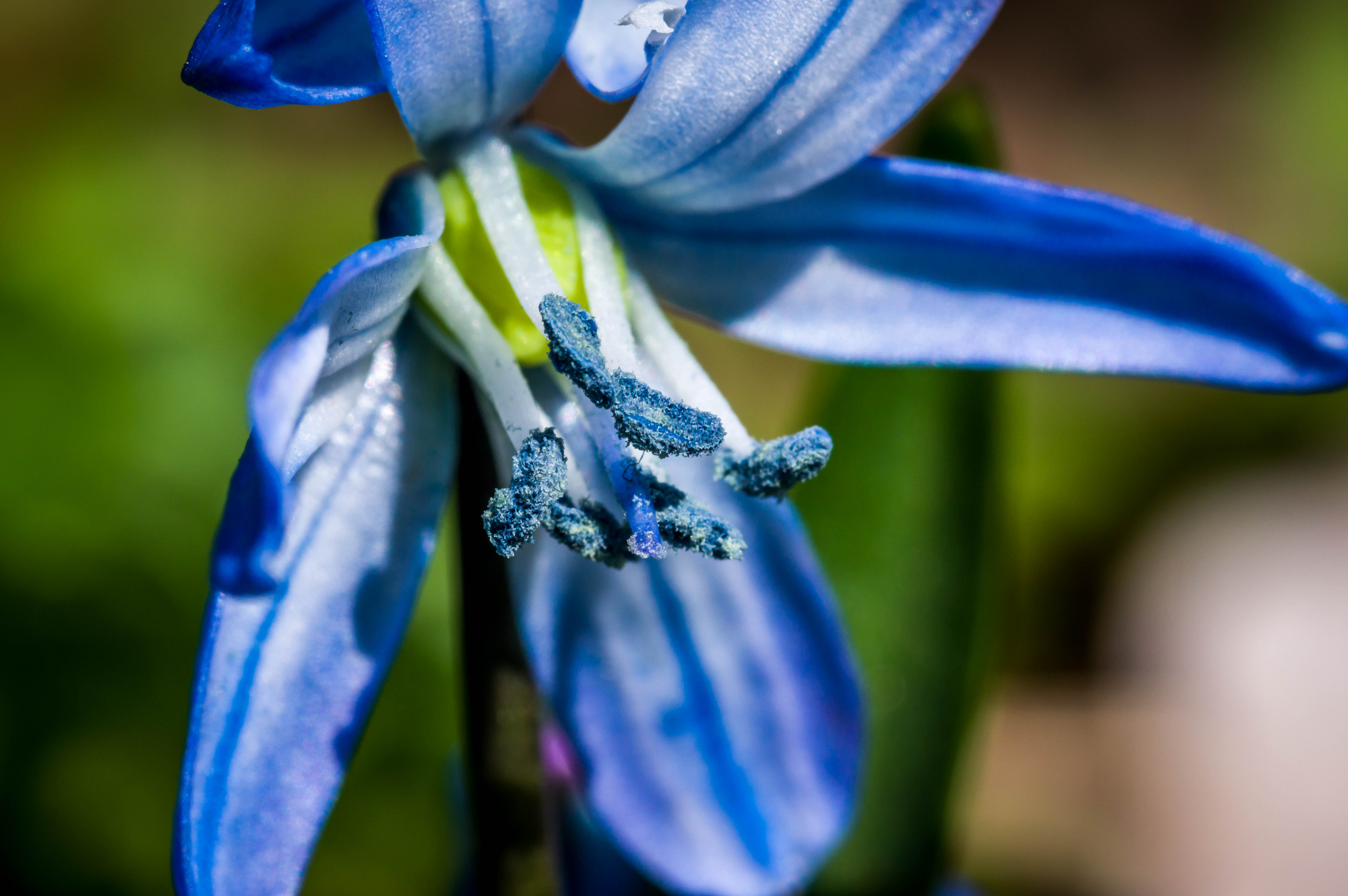 Siberian squill anthers